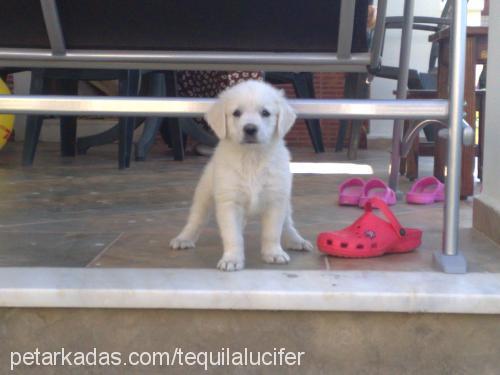 tequila Erkek Golden Retriever