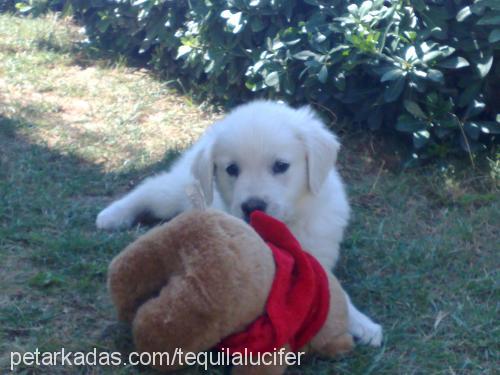 tequila Erkek Golden Retriever