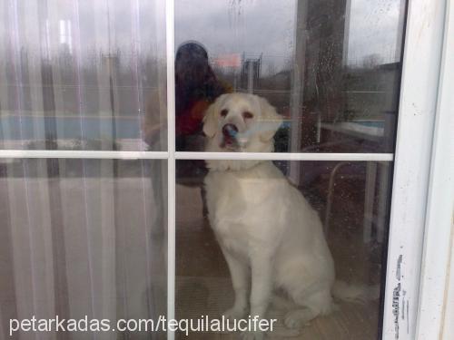 tequila Erkek Golden Retriever