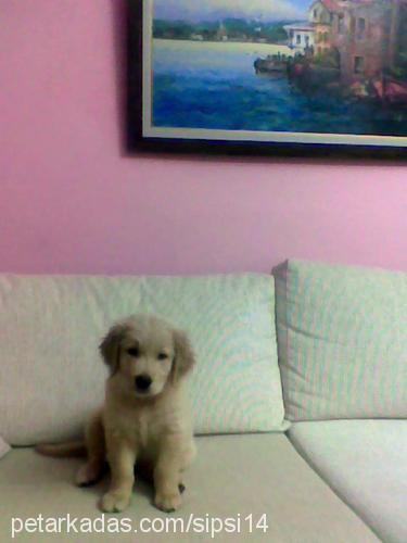 sipsi.bold Dişi Golden Retriever