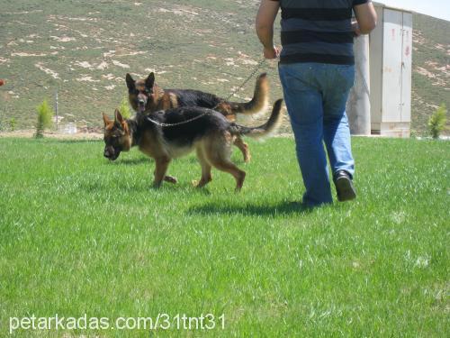 gunarvomjuliane Erkek Alman Çoban Köpeği