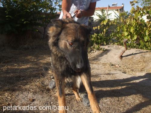 liza Dişi Alman Çoban Köpeği