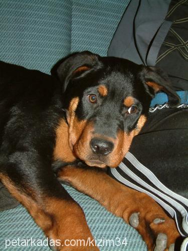 zeyna Dişi Rottweiler