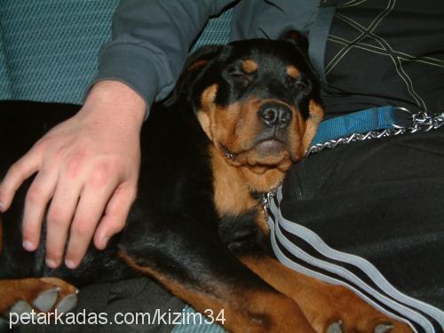 zeyna Dişi Rottweiler