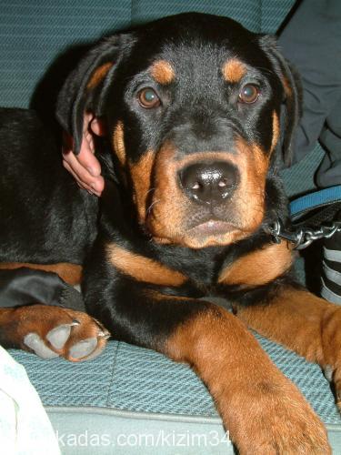 zeyna Dişi Rottweiler