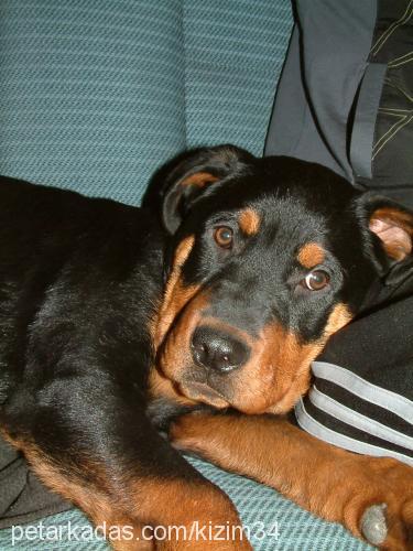 zeyna Dişi Rottweiler