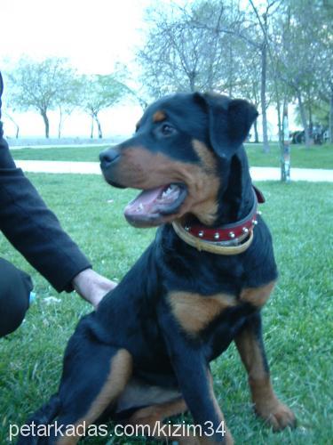 zeyna Dişi Rottweiler