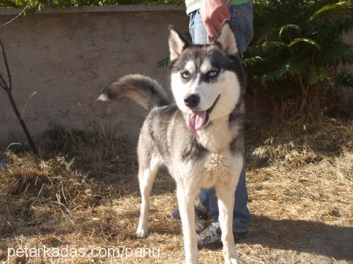 maya Dişi Sibirya Kurdu (Husky)