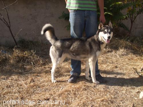 maya Dişi Sibirya Kurdu (Husky)