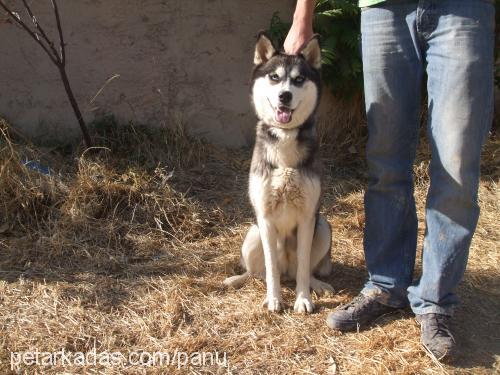 maya Dişi Sibirya Kurdu (Husky)