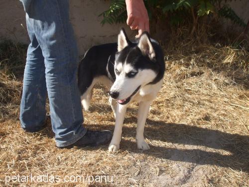 maviş Dişi Sibirya Kurdu (Husky)