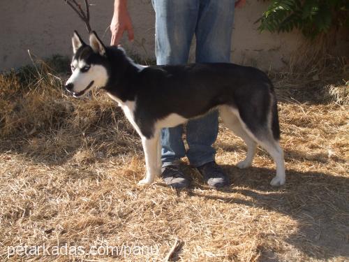 maviş Dişi Sibirya Kurdu (Husky)