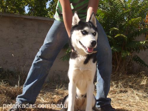 maviş Dişi Sibirya Kurdu (Husky)