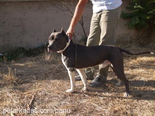 sebo Erkek Amerikan Pitbull Terrier