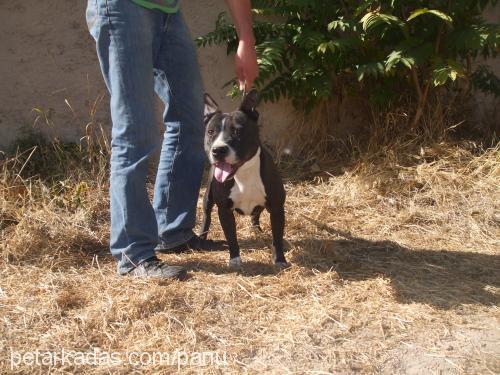 daisy Dişi Staffordshire Bull Terrier