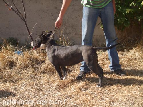 daisy Dişi Staffordshire Bull Terrier