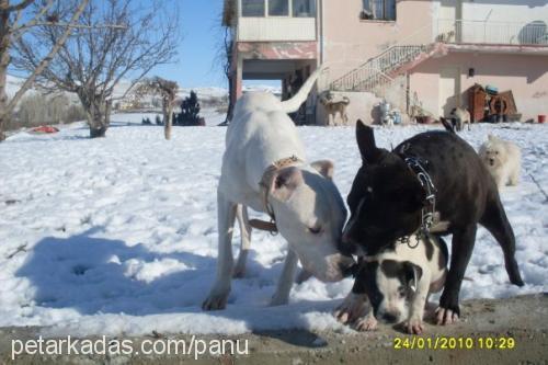 daisy Dişi Staffordshire Bull Terrier