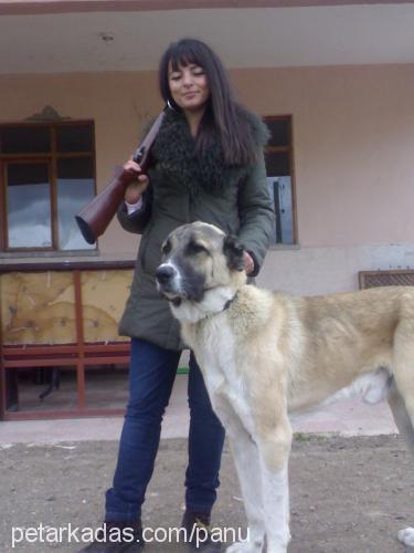 çumi Erkek Kangal