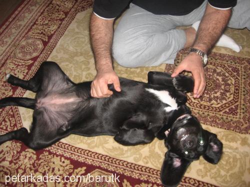 köpüş Dişi Labrador Retriever