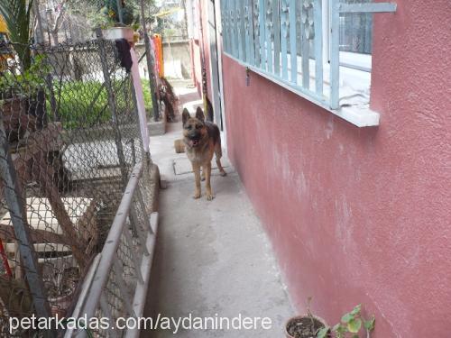 kankı Dişi Alman Çoban Köpeği