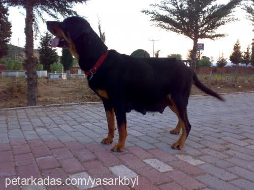 linda Dişi Rottweiler