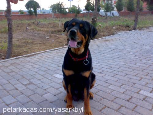 linda Dişi Rottweiler