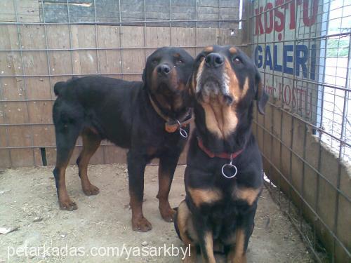 linda Dişi Rottweiler