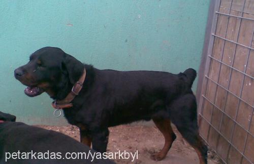 linda Dişi Rottweiler