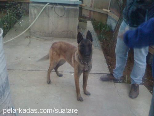 a-batım-lady Dişi Belçika Malinois