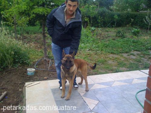 b-batım-benten Erkek Belçika Malinois