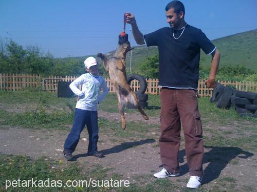 c-batım-arog Erkek Belçika Malinois