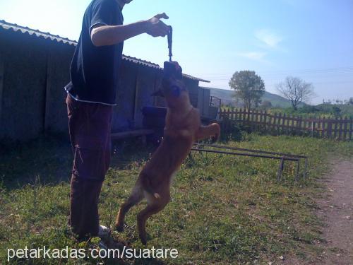 c-batım-arog Erkek Belçika Malinois