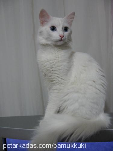 pamuk Dişi Ankara Kedisi (Angora)