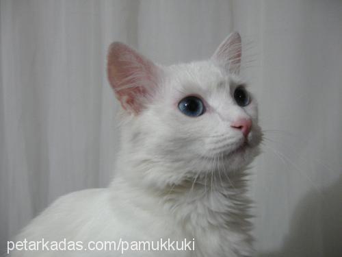 pamuk Dişi Ankara Kedisi (Angora)