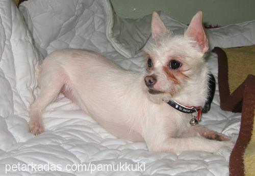 fıstık Dişi West Highland White Terrier