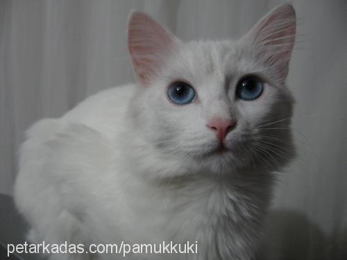 pamuk Dişi Ankara Kedisi (Angora)