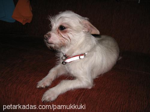 fıstık Dişi West Highland White Terrier