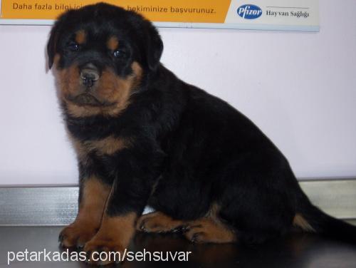 pascal Dişi Rottweiler