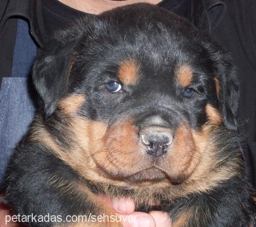 pascal Dişi Rottweiler