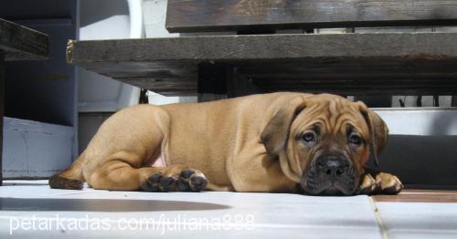 dorothy-del-mon Dişi Mastiff