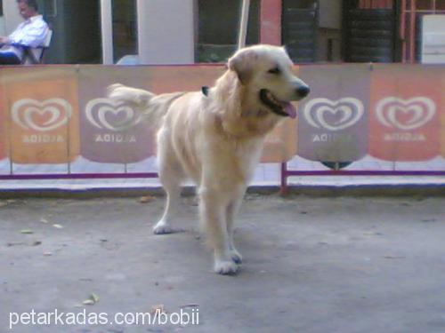 bobi Erkek Golden Retriever