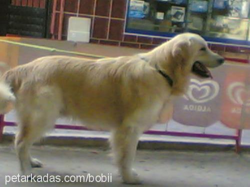 bobi Erkek Golden Retriever