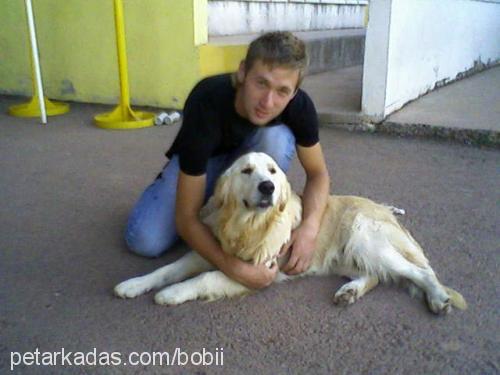 bobi Erkek Golden Retriever