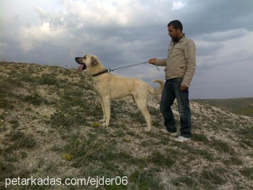 zorbey Erkek Kangal