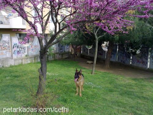 dod Erkek Alman Çoban Köpeği