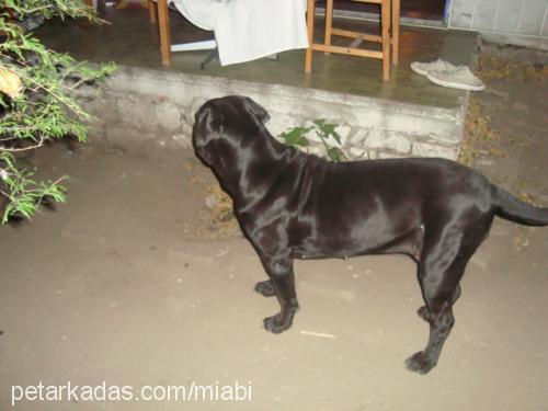 mia Dişi Napoliten Mastiff