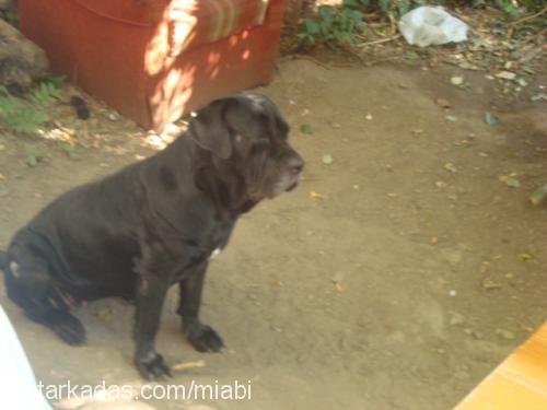 mia Dişi Napoliten Mastiff