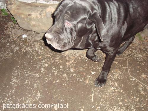 mia Dişi Napoliten Mastiff