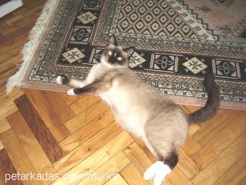 murka Dişi Ragdoll