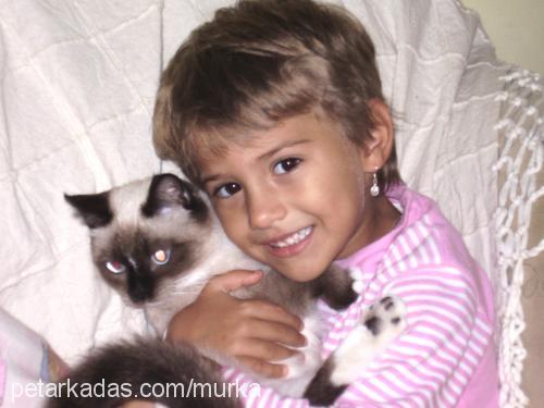 murka Dişi Ragdoll